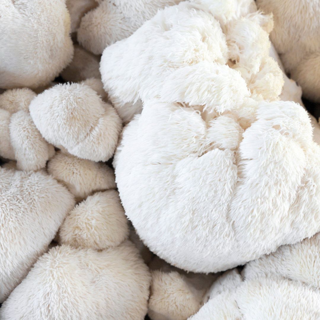 Lion's Mane Mushroom Extract