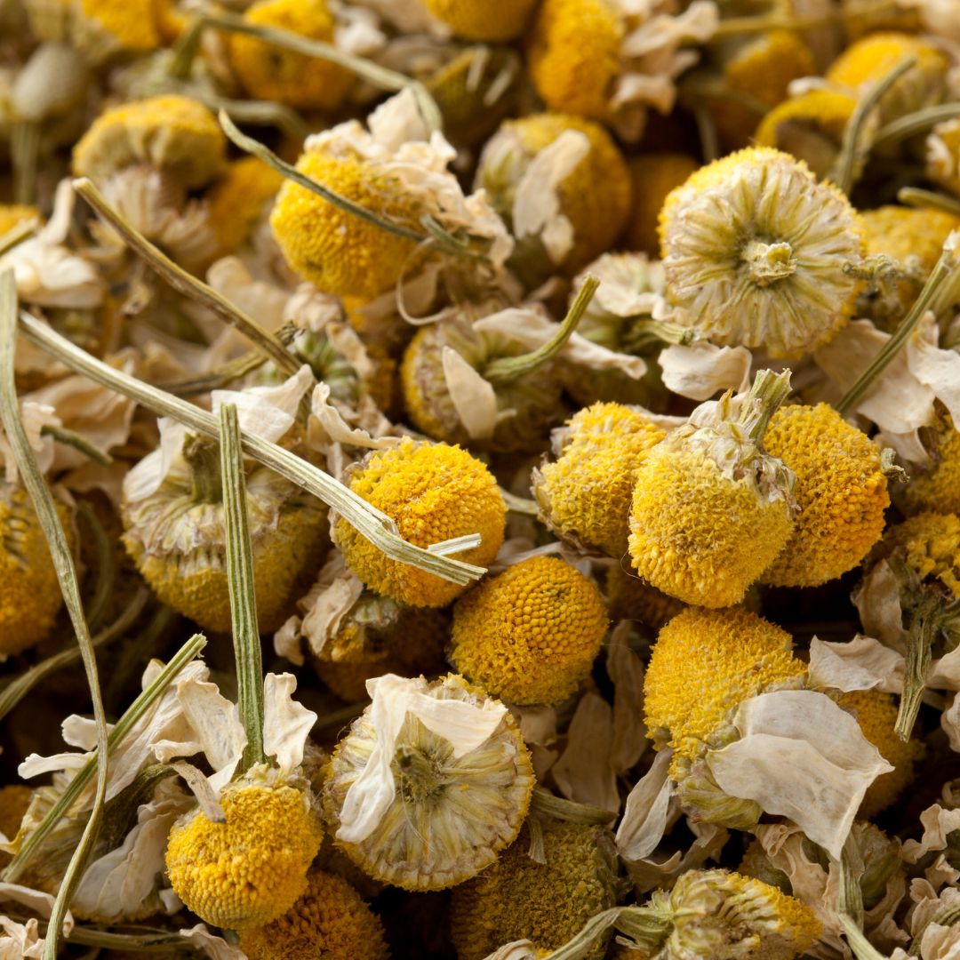 Chamomile flowers