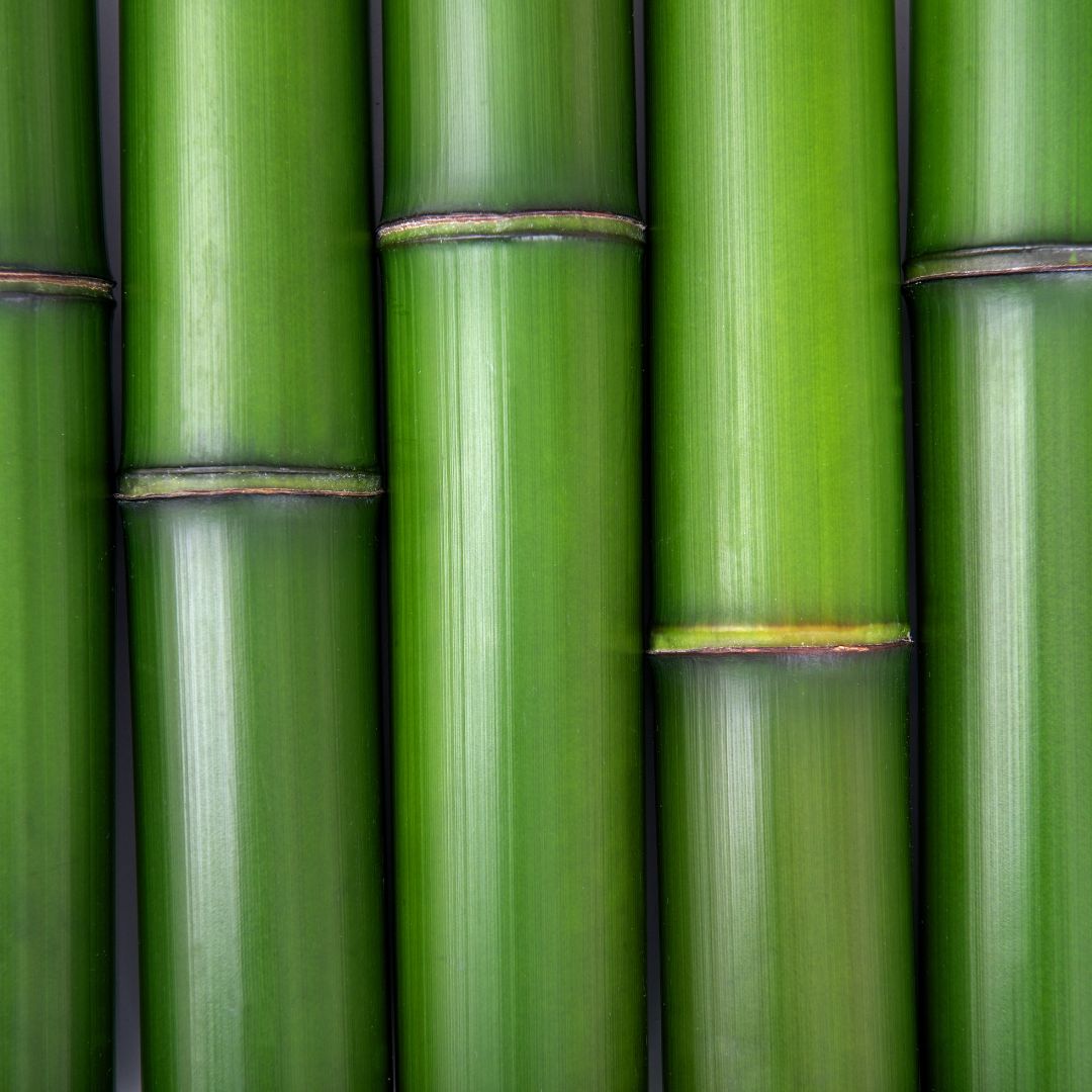 Bamboo sticks