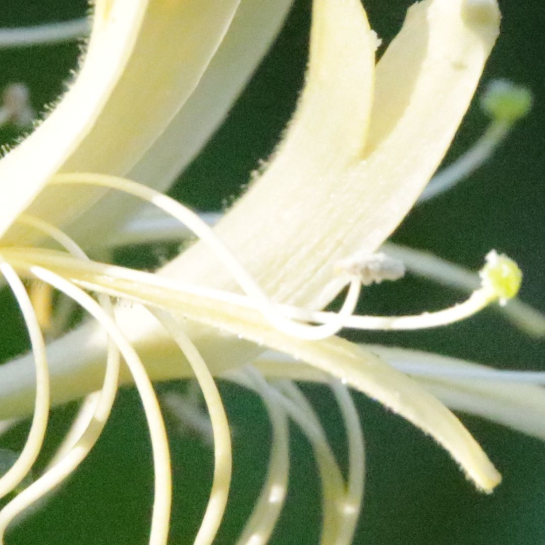 Fly Honeysuckle on a green background