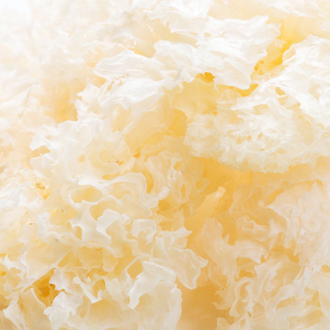 Close-up of Snow Mushroom Extract